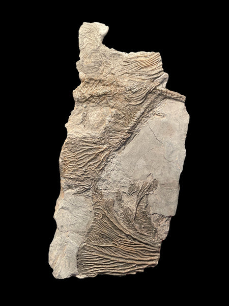 Crinoid in Shale (Pentacrinites) - Lyme Regis, Dorset