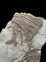 Crinoid in Shale (Pentacrinites) - Lyme Regis, Dorset