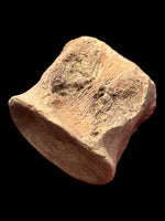 Plesiosaur Vertebra (Cryptoclidus sp.) - Peterborough, Cambridgeshire