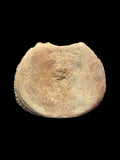 Plesiosaur Vertebra (Cryptoclidus sp.) - Peterborough, Cambridgeshire