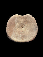 Plesiosaur Vertebra (Cryptoclidus sp.) - Peterborough, Cambridgeshire