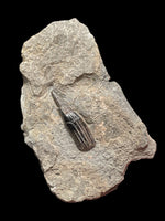 Ichthyosaur Tooth - Lyme Regis, Dorset