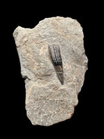 Ichthyosaur Tooth - Lyme Regis, Dorset