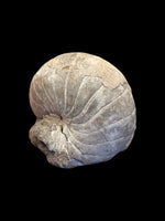 Lower Greensand Nautilus (Cenoceras) - Baulking Pit, Oxfordshire