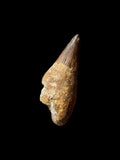 Cretaceous Ichthyosaur Tooth (Platypterygius) - Cambridgeshire