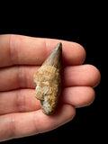 Cretaceous Ichthyosaur Tooth (Platypterygius) - Cambridgeshire