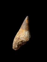 Cretaceous Ichthyosaur Tooth (Platypterygius) - Cambridgeshire