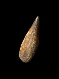 Cretaceous Ichthyosaur Tooth (Platypterygius) - Cambridgeshire