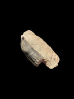 Unusual Curved Ichthyosaur Tooth - Lyme Regis, Dorset