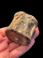 Plesiosaur Vertebra - Kilsby, Northamptonshire