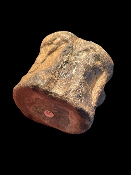 Plesiosaur Vertebra - Kilsby, Northamptonshire