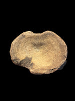 Plesiosaur Vertebra - Kilsby, Northamptonshire