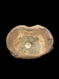 Plesiosaur Vertebra - Kilsby, Northamptonshire