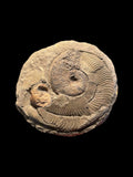 Harpoceras Ammonite with Coprolite - Sandsend, Yorkshire