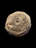 Harpoceras Ammonite with Coprolite - Sandsend, Yorkshire