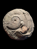 Harpoceras Ammonite with Coprolite - Sandsend, Yorkshire