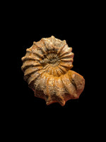 Phricodoceras Taylori - Yarborough, Scunthorpe