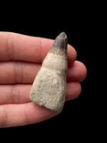 5.2cm Cretaceous Ichthyosaur Tooth (Platypterygius Campylodon) - Cambridgeshire