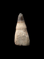 5.2cm Cretaceous Ichthyosaur Tooth (Platypterygius Campylodon) - Cambridgeshire