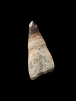 5.2cm Cretaceous Ichthyosaur Tooth (Platypterygius Campylodon) - Cambridgeshire