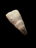 5.2cm Cretaceous Ichthyosaur Tooth (Platypterygius Campylodon) - Cambridgeshire