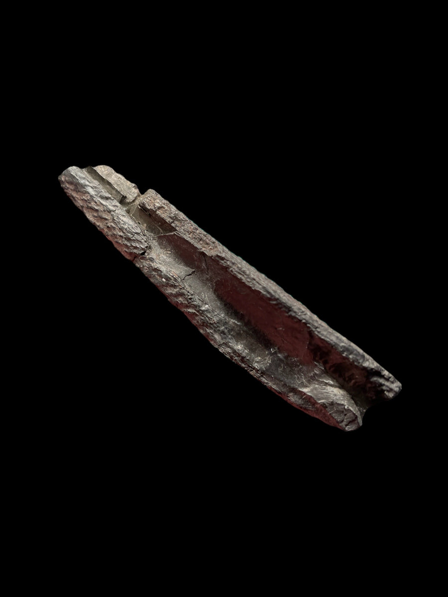 Carboniferous Shark Spine (Gyracanthus) - Shropshire, England – Fossil ...