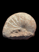 Lower Greensand Nautilus (Cenoceras) - Baulking Pit, Oxfordshire