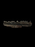 Bony Fish Jaw (Teleost) - Folkestone, Kent