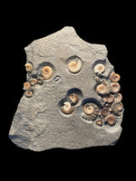 Ammonite Multi (Promicroceras Planicosta) - Lyme Regis, Dorset