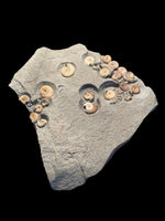 Ammonite Multi (Promicroceras Planicosta) - Lyme Regis, Dorset