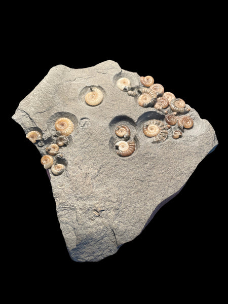 Ammonite Multi (Promicroceras Planicosta) - Lyme Regis, Dorset – Fossil ...