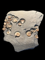 Ammonite Multi (Promicroceras Planicosta) - Lyme Regis, Dorset