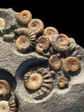 Ammonite Multi (Promicroceras Planicosta) - Lyme Regis, Dorset