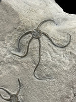 Brittle Star Double (Palaeocoma Egertoni) - Eype, Dorset