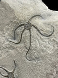 Brittle Star Double (Palaeocoma Egertoni) - Eype, Dorset