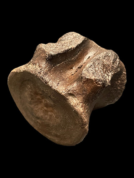 Plesiosaur Vertebra - Lyme Regis, Dorset