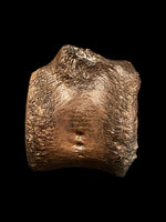 Plesiosaur Vertebra - Lyme Regis, Dorset