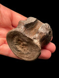 Plesiosaur Vertebra - Lyme Regis, Dorset