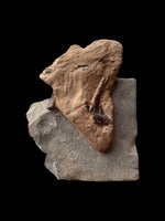 Ichthyosaur/Plesiosaur Coprolite - Black Ven, Lyme Regis