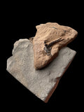 Ichthyosaur/Plesiosaur Coprolite - Black Ven, Lyme Regis