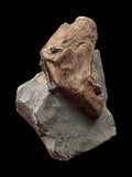 Ichthyosaur/Plesiosaur Coprolite - Black Ven, Lyme Regis