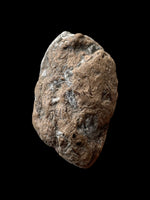 Ichthyosaur/Plesiosaur Coprolite - Charmouth, Dorset