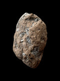 Ichthyosaur/Plesiosaur Coprolite - Charmouth, Dorset