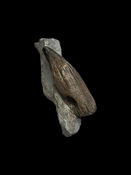 Ichthyosaur Tooth - Lyme Regis, Dorset