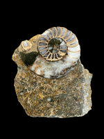 Aegasteroceras Sagittarium (Polished Half) - Scunthorpe, Lincolnshire