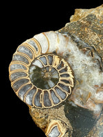 Aegasteroceras Sagittarium (Polished Half) - Scunthorpe, Lincolnshire