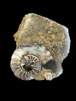 Aegasteroceras Sagittarium (Polished Half) - Scunthorpe, Lincolnshire