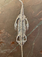 Triassic Reptile - Pachypleuroceras (Keichousaurus Hui)