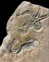 Palaeocoma Egertoni Triple - Eype, Dorset