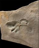 Palaeocoma Egertoni (Large) - Eype, Dorset